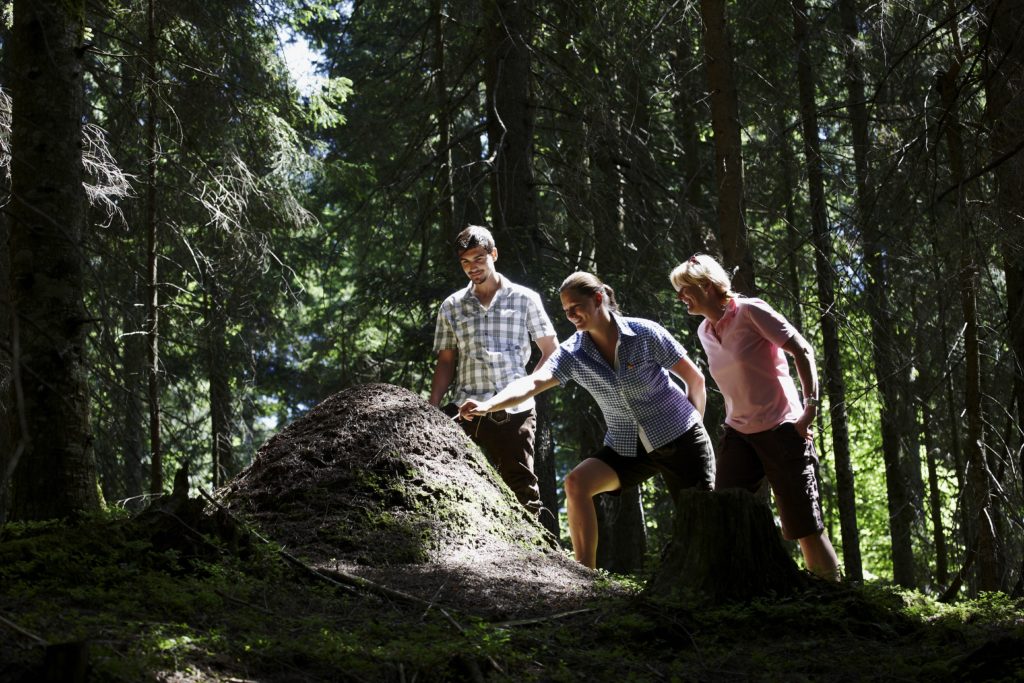 Erkundung im Hexenwald