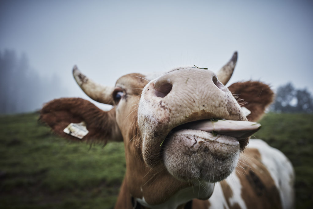 die Kuh auf der Simonalm im Hexenwasser