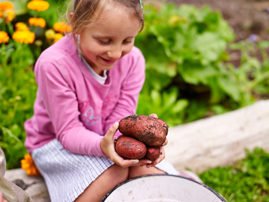 Gemüse ernten und zubereiten